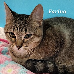 Photo of Farina
