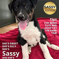 Thumbnail photo of Sassy #4