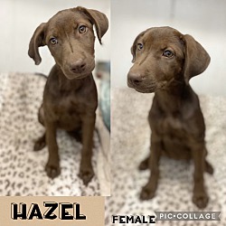 Photo of Hazel Adoption Pending