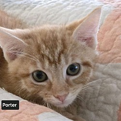 Thumbnail photo of Porter (24-758) #2