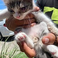 adopt a pet