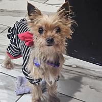adopt a pet