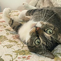adopt a pet