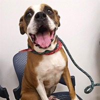 adopt a pet