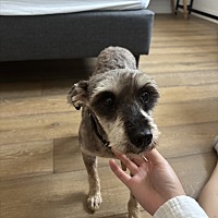 adopt a pet