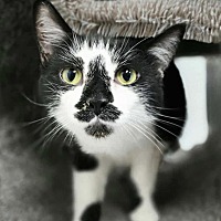 adopt-pet