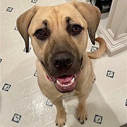Photo of KONA (COURTESY POST)