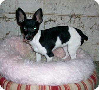 toy fox terrier and chihuahua mix