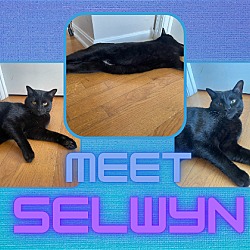 Photo of Selwyn