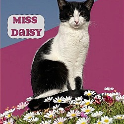 Photo of Miss Daisy at Martinez Pet Food Express May 4th
