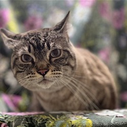 Photo of Gator the handsome lynx point siamese