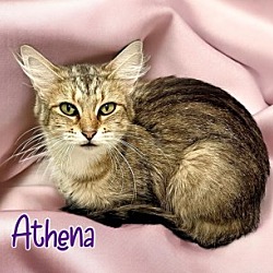 Photo of Athena 30955