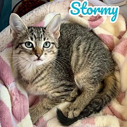 Thumbnail photo of Stormy #1