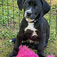 adopt a pet