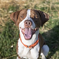 adopt a pet