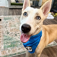 adopt a pet