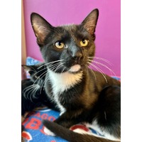 adopt-pet