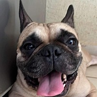 ADORA - French Bulldog available for adoption