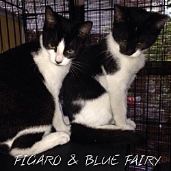 Thumbnail photo of FIGARO #4