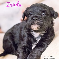 Thumbnail photo of Zanda #3
