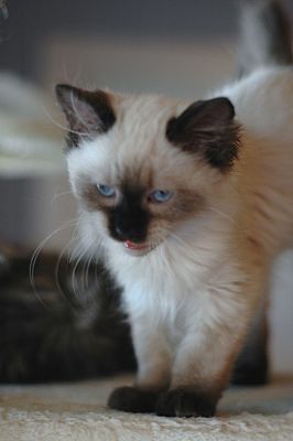 ragdoll rescue sc