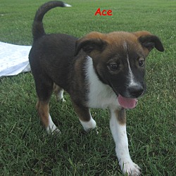 Thumbnail photo of Ace~meet me~ #2