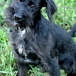 Thumbnail photo of POOH(ADORABLE "SCHNOODLE" PUP! #4