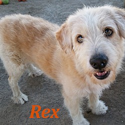 Thumbnail photo of Rex #2