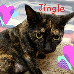 Thumbnail photo of JINGLE #3