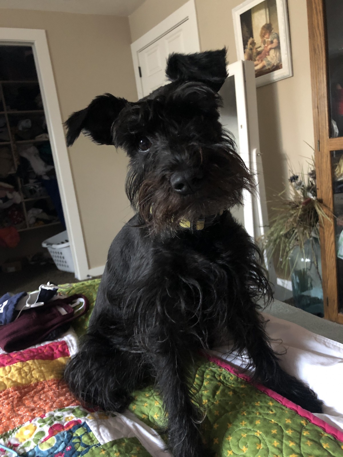 black schnauzer stuffed animal