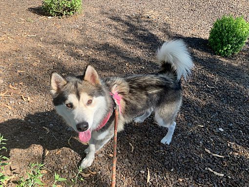 Scottsdale Az Siberian Husky Meet Sanford A Pet For Adoption