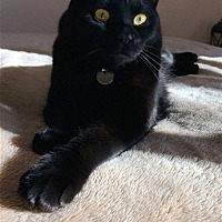 Photo of Mr.BINX - Offered by Owner - Young Adult