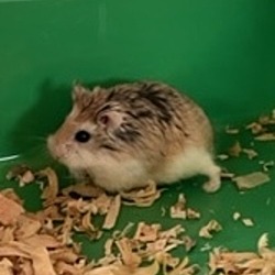 Photo of Cookie