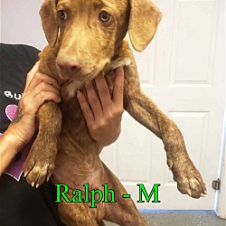Thumbnail photo of Ralph #3