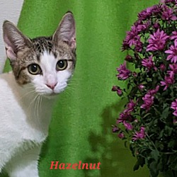 Photo of Hazelnut