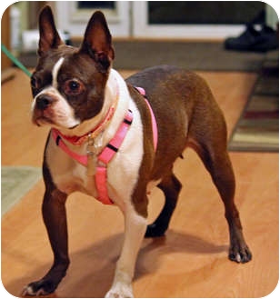 orange boston terrier