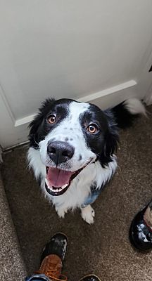 Boise, ID - Border Collie. Meet Monty a Pet for Adoption - AdoptaPet.com