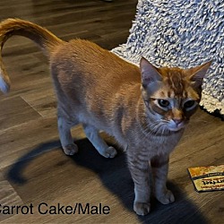 Thumbnail photo of Carrot Cake #3
