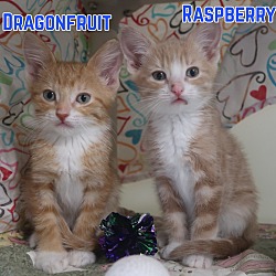 Photo of Raspberry