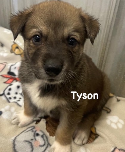 Photo of Tyson