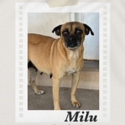 Photo of Milu