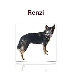 Photo of Renzi