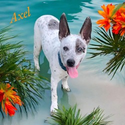 Thumbnail photo of AXLE #2