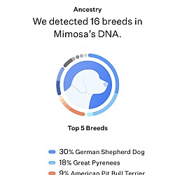 Thumbnail photo of Mimosa #4