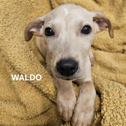 Thumbnail photo of Waldo #1