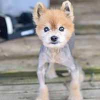 adopt a pet