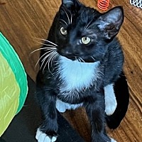 adopt a pet