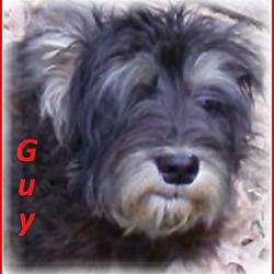 Thumbnail photo of Gus-Adoption Pending #1