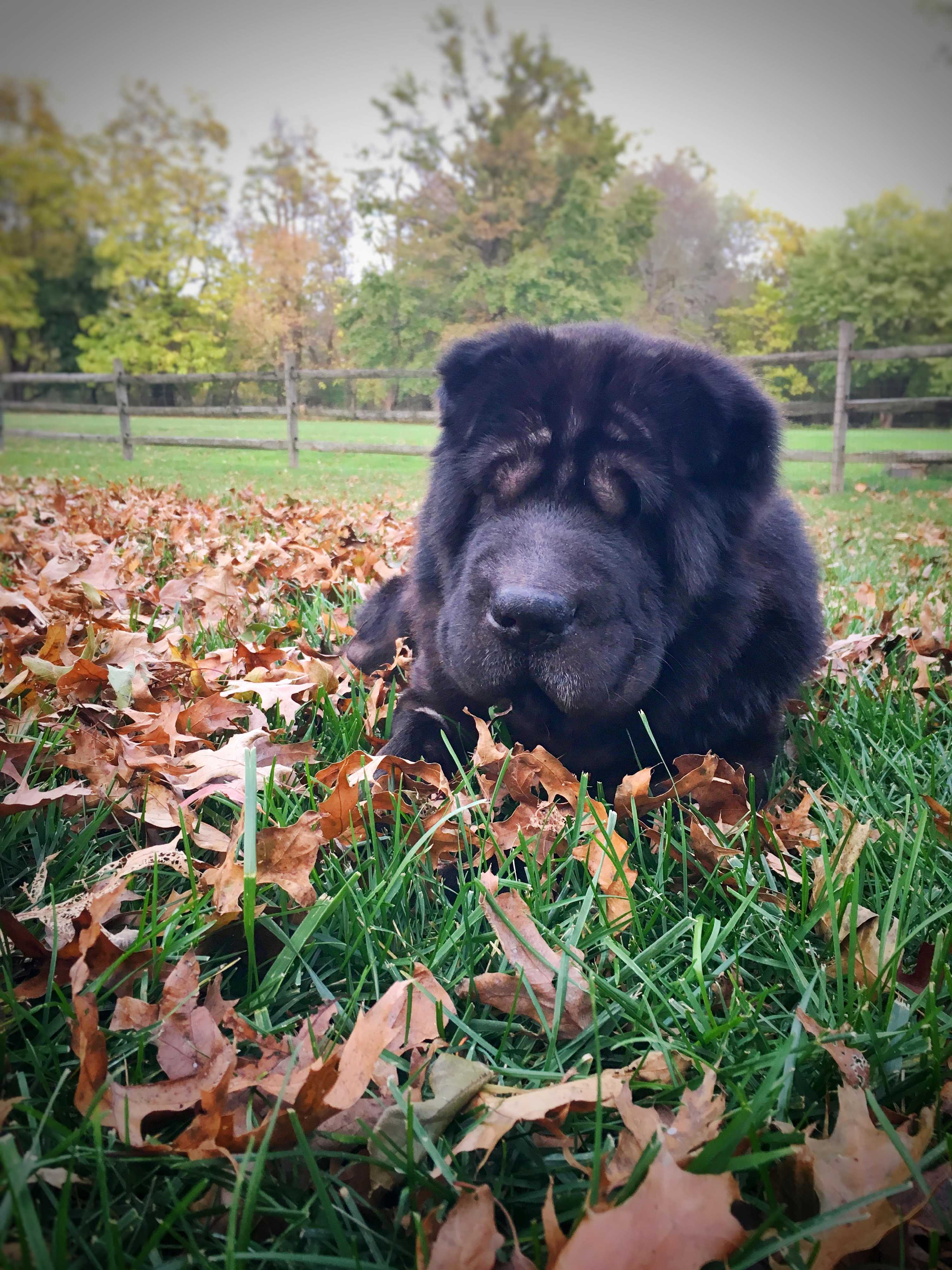 Philadelphia Pa Shar Pei Meet Dudley A Pet For Adoption