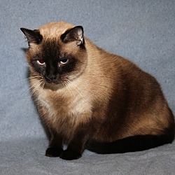 Thumbnail photo of Chairman Meow (Neutered) #4
